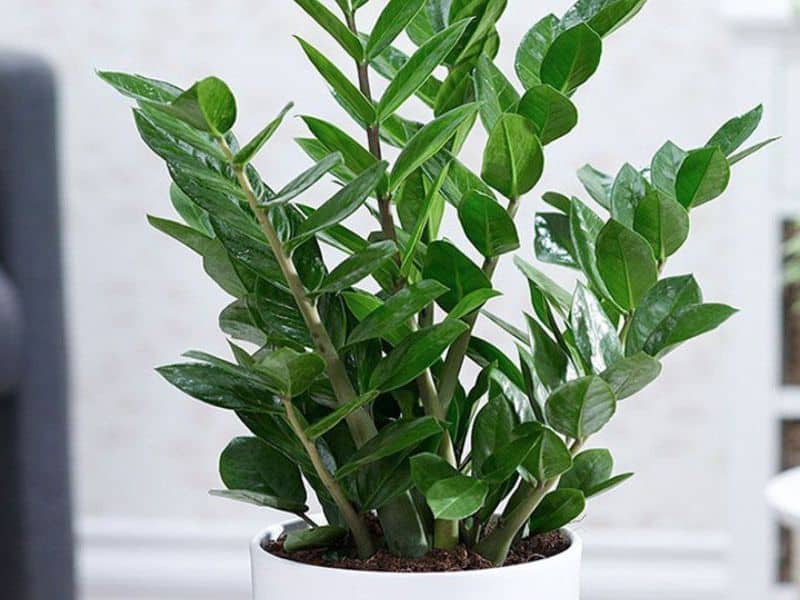 Cây kim tiền nở hoa là điềm gì 1