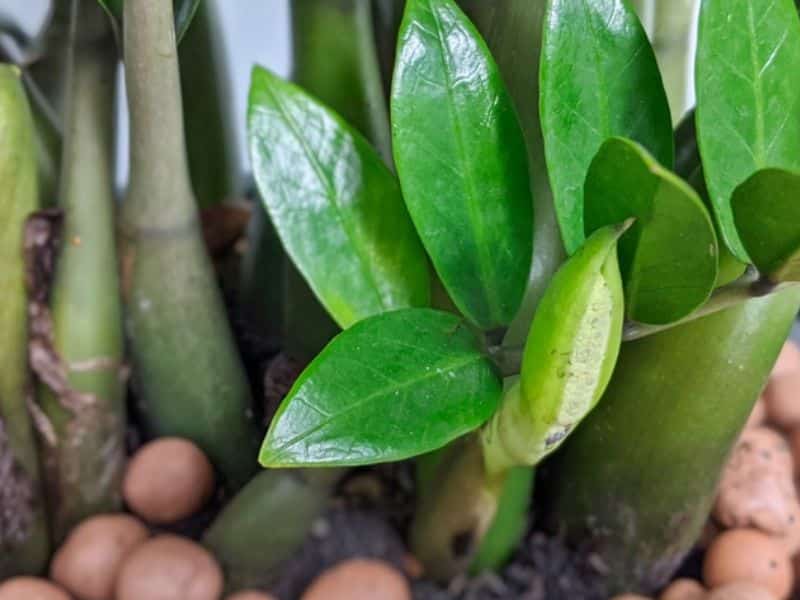 Cây kim tiền nở hoa là điềm gì 2