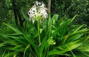 Cây đại tướng quân phong thủy