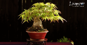 Cây đinh lăng: Nhân sâm của người nghèo, thần giữ của trong nhà