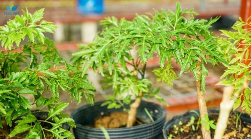 Cay dinh lang co nhieu gia tri ca mat dinh duong, chua benh va phong thuy