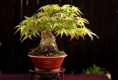 Tac dung phong thuy cua cay dinh lang