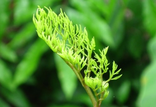 Cay dinh lang, nhan sam cua nguoi ngheo